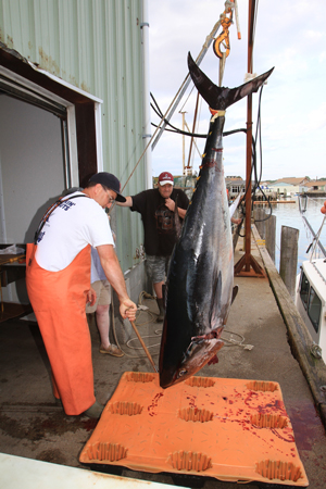 Steven Kennedy photo Offloading a giant bluefin from the 35' Lily in Gloucester in 2011.  