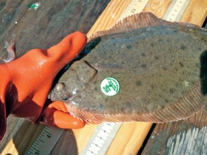 JR1-Tagged-flounder