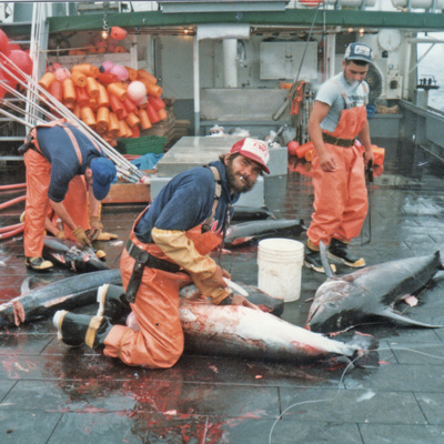 Tommy gutting a swordfish aboard the Hannah Boden. (Photo courtesy of Tommy Porter)