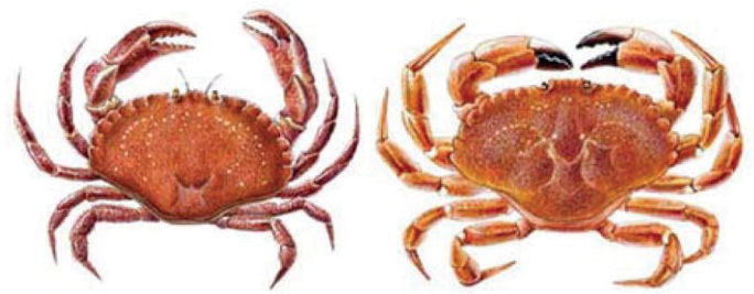Rock crab (cancer irroratus) left, and Jonah crab (cancer borealis), right.  The two species can be distinguished in a few ways.  First, rock crab have purplish-brown spots on the carapace, while Jonah crabs have yellow spots.  Second, rock crabs have smooth edges to the teeth on the edge of the carapace.  Jonah crabs can be slightly larger than rock crabs and typically have black-tipped claws.  (MA DMF graphic) 