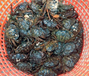 page-20-green-crabs-IMG_0052