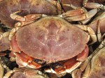 Jonah crab.  Note the yellow spots on the carapace, which distinguish the species from rock crabs with purplish-brown spots.  (MA DMF photo)