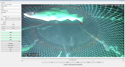 Fig 2.  Post-processing software counting fish passing through trawl. (Graphic courtesy of Kevin Stokesbury/UMass Dartmouth)